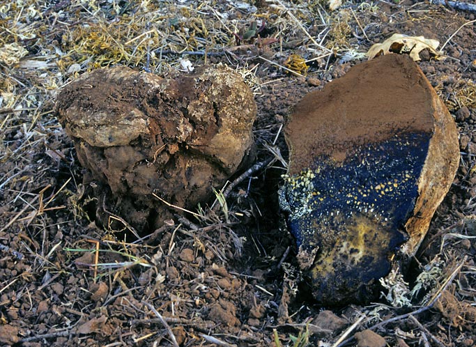 Pisolithus tinctorius